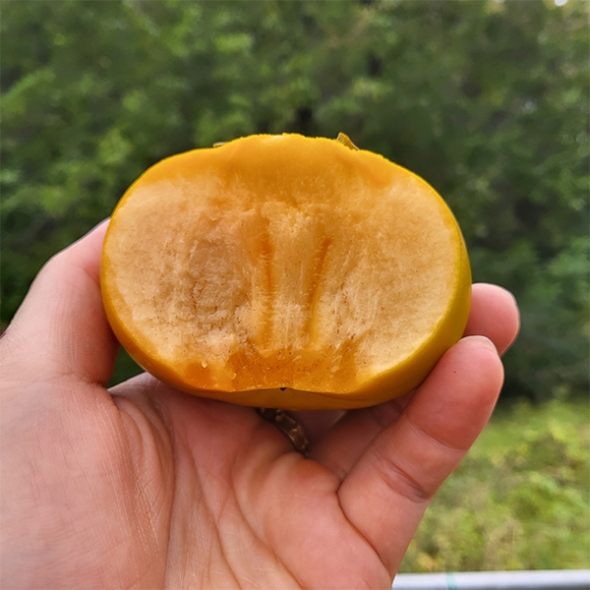 가을 햇 단감(산) 1kg/2kg/3kg 사이즈별