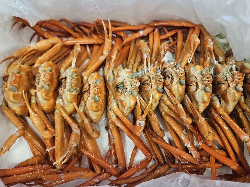 [제철!] 산지직송 구룡포 연지홍게  홍게제철  실속 가성비 3kg (10-12미)