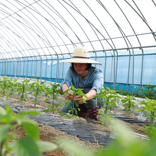 홍성엄마농부의 고춧가루 250g / 400g / 2kg (보통맛) 유기농고추 직접재배