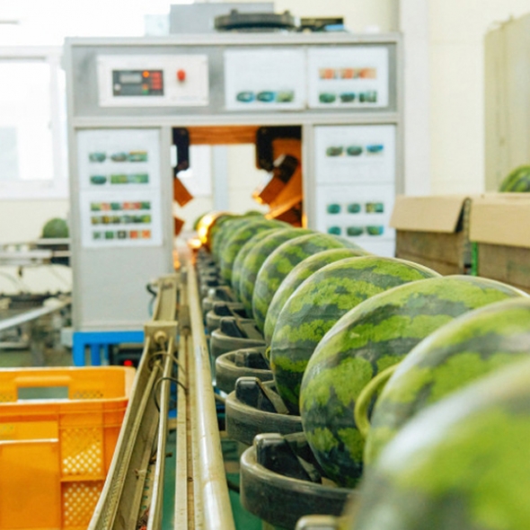 [부엌애] 당도선별 고당도 봄 수박 4kg