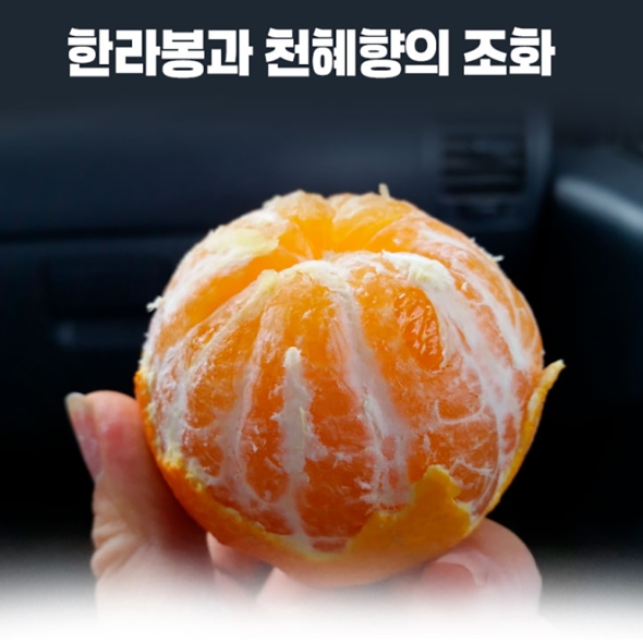 [제주도 산지직송] 한라봉 과  천혜향의  조하  황금향 (2kg/3kg/5kg/10kg)