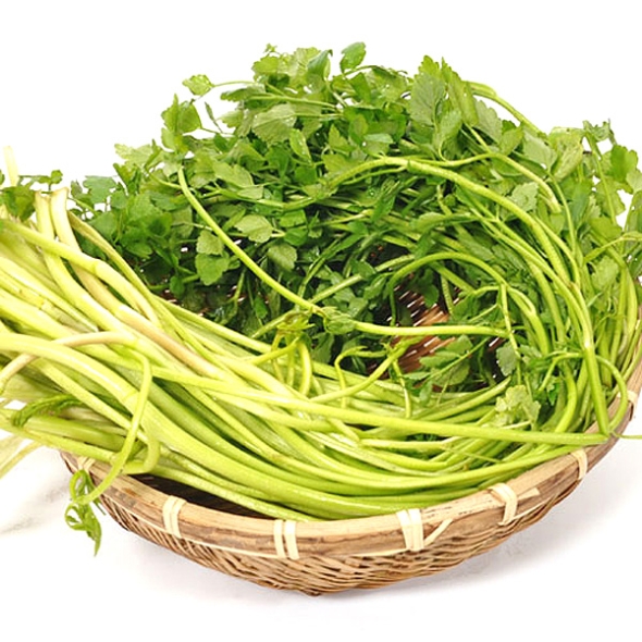 [농협] 한아름드린 제철미각 수경 미나리 1kg/2kg/4kg(특)