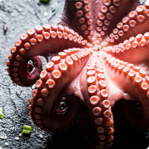 [신한카드 할인]산지직송 통영 자연산 돌문어 700g  1kg 제수용