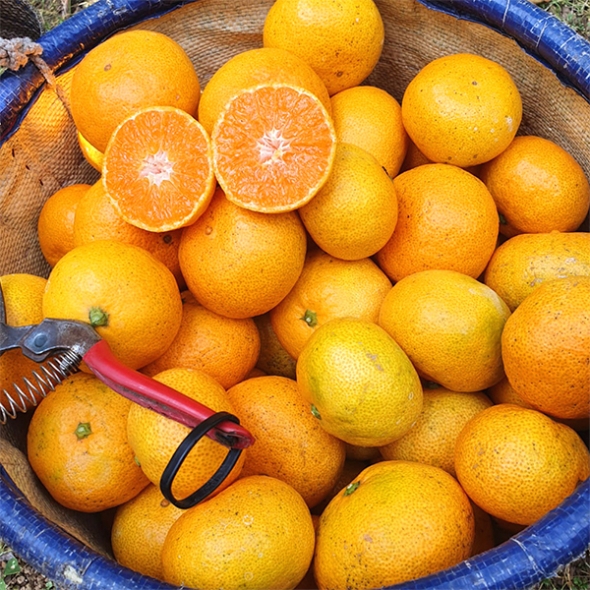 [주말특가] 청정 제주 노지 감귤(푸)