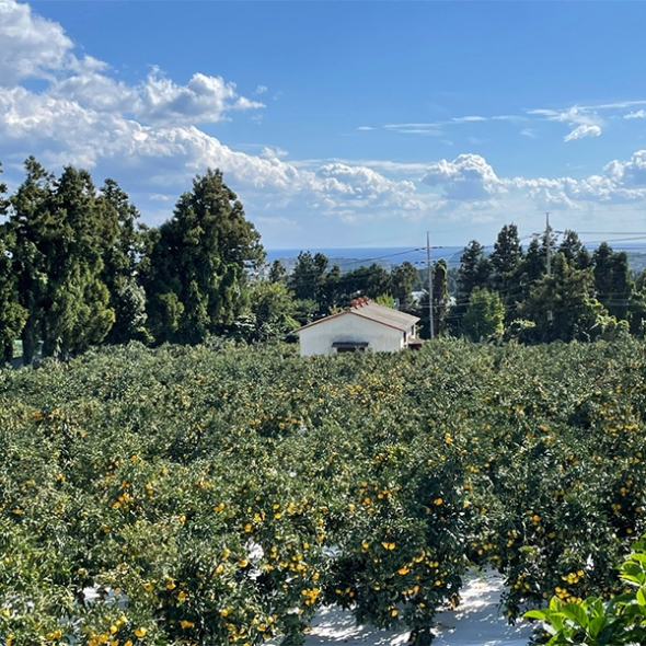 [감귤최고] 타이벡 감귤 4.5kg 가정용 실속형