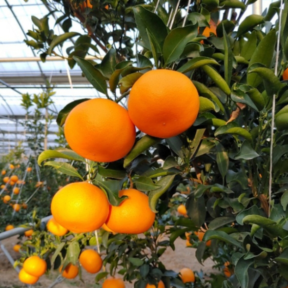 [오커마니] 제주 천혜향 천리가는 천혜향 2kg 3kg 5kg 일반용