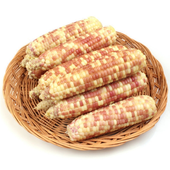  [자연속애] 중국산 냉동 찐 홍찰옥수수 10개/15개/20개/25개/30개(특대16-18cm내외)