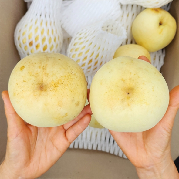 식감이 매력적인 설아 /설리복숭아 (푸)