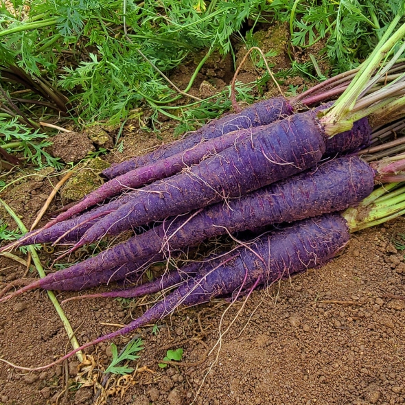[심심상인] 산지직송 여주 자색당근 500g/3kg