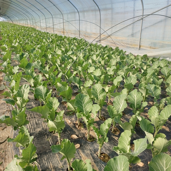 셰계적인 슈퍼푸드 케일(푸)