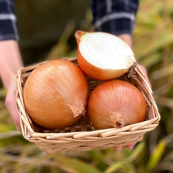 [부엌애] 25년 햇양파 부안 해풍 특상품 양파 2.5kg~10kg