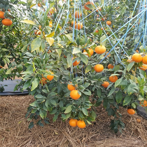 프리미엄 고당도 레드향(푸)