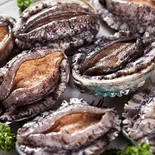 [명절특선] [완도바다참전복] 활 참전복 (소중/대특) 1kg/1.5kg/2kg 상품전(12품목)