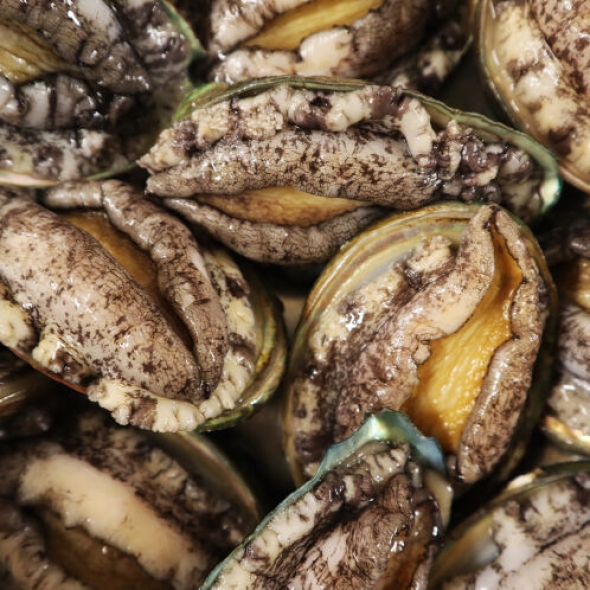 산지직송 완도 활전복 1kg (산소포장)