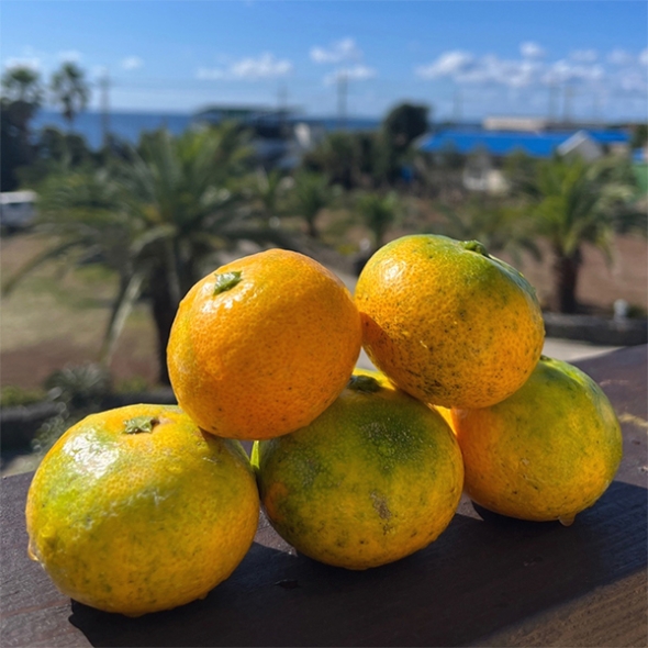 [신한카드 할인] 고당도 타이벡  감귤(푸)