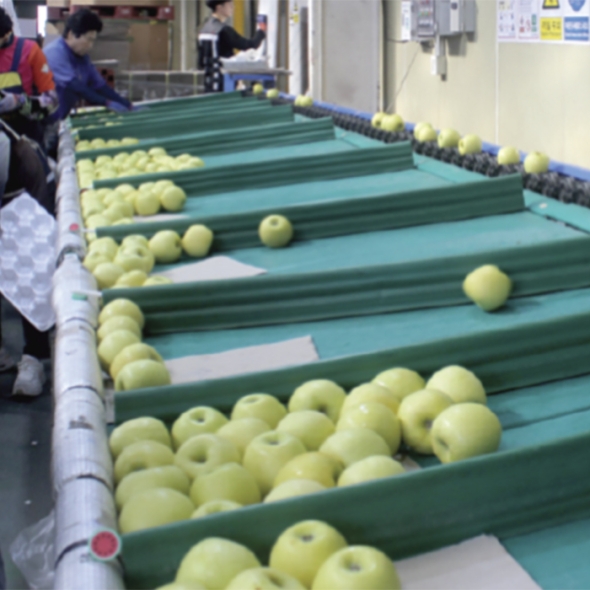 [부엌애] 시나노골드 황금사과 중대과 3kg/4.5kg