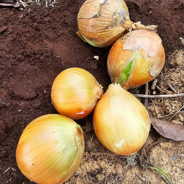 [만원의 행복] 단단하고 아삭한 국내산 양파