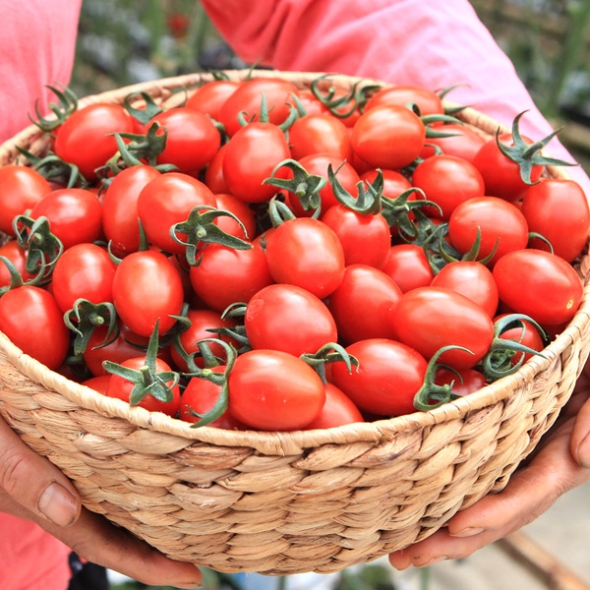 [GAP인증] 대추 방울토마토 [2kg-5kg]