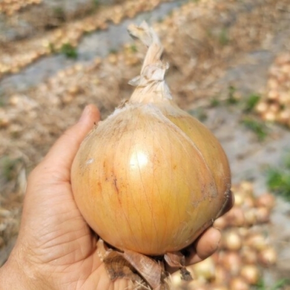 [만원의 행복] 전남 황토골 무안 양파 소 중대혼합 3kg /5kg/10kg