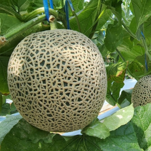 [전남곡성] 고당도 머스크 멜론 [1.6kg내외-7.kg내외]