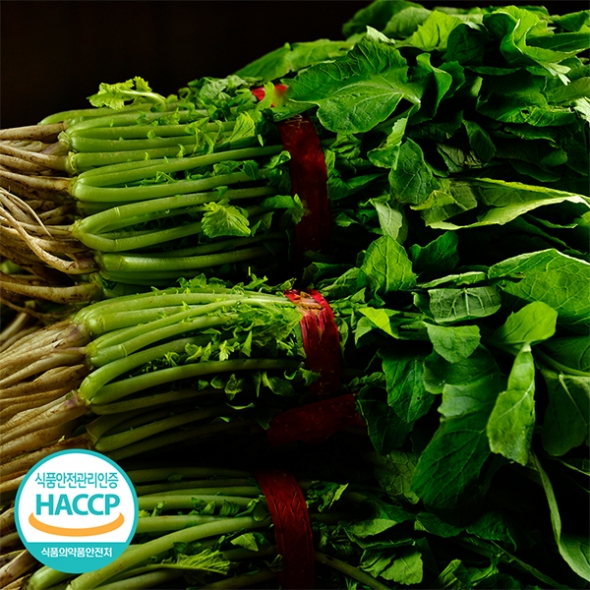 [김장철] 시원하고 아삭한 식감의 열무김치 & 열무물김치(푸)