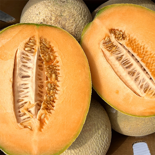 프리미엄 칸탈로프 메론(푸)