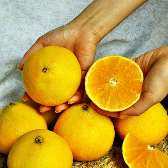 [명절캄스] 제주 황금향 선물세트 2kg 3kg 5kg 선물가방 포함