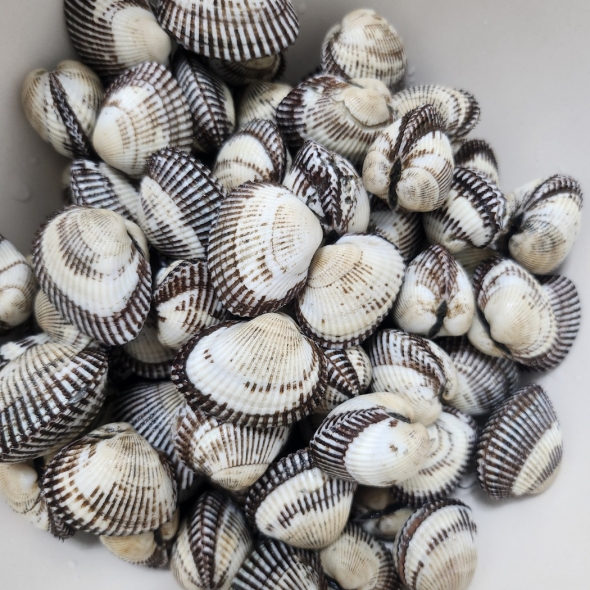  [제철!] 홍지수산  벌교새꼬막 1kg  대사이즈 70개전후 