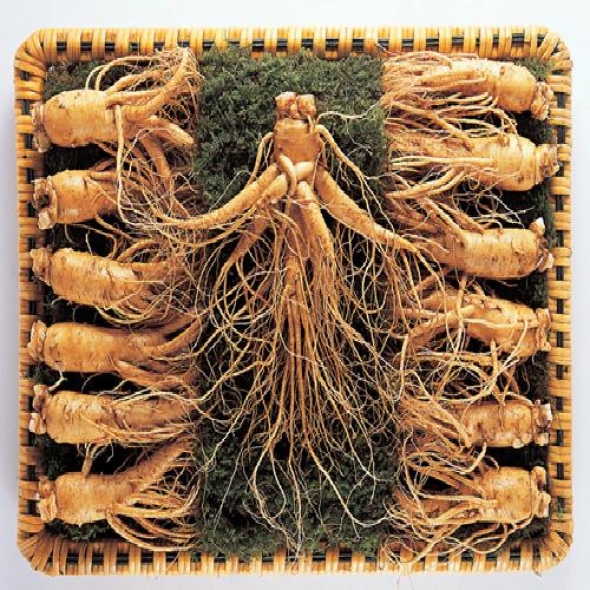 [名品] 금산인삼 선물용 포장 수삼세트(1300g)(12~14뿌리)