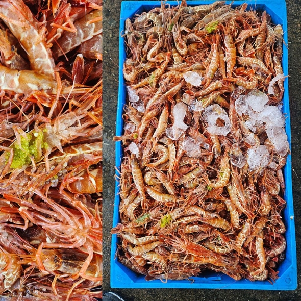 ★냉동★ 동해안 자연산 보리새우 500g 1팩 