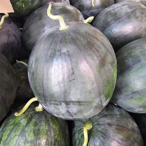 고당도 프리미엄 흑수박(푸)