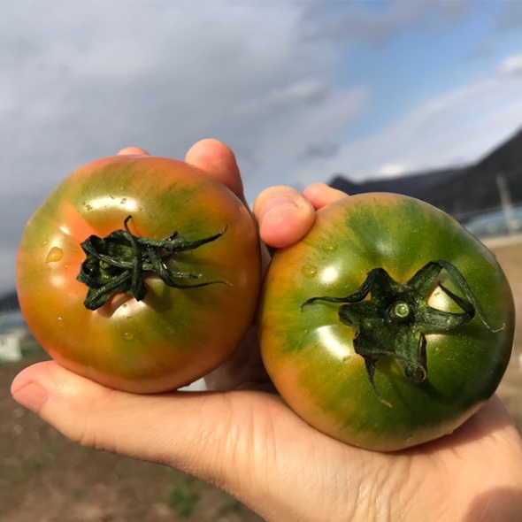 [보름데이] 미네랄 함유량이 많은 대저 토마토