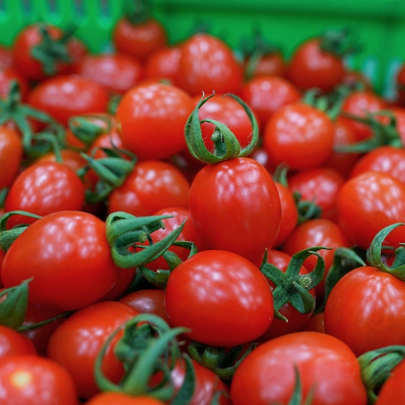 [GAP인증] 고당도_샛별 대추방울토마토 [1kg-2kg]