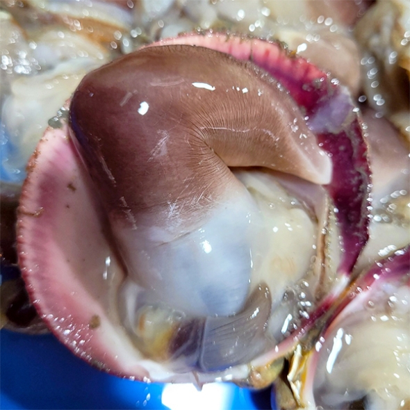 [신한카드 할인] 신선함을 그대로 여수 새조개(푸)