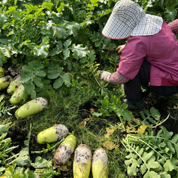 [농장직송] 제주_햇 화산토 무 [8kg-14kg] [익일출고]