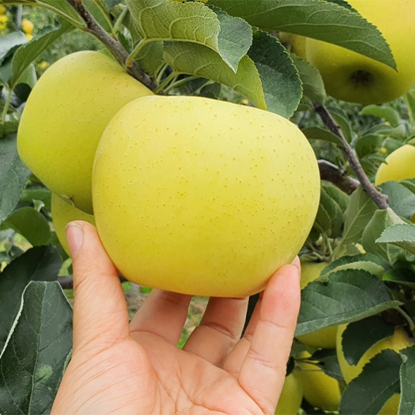 26년 햇 시나노골드 정품 사과 2kg/3kg/5kg(산)