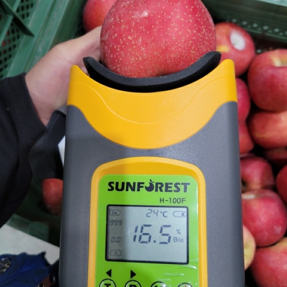 [부사] 아삭 꿀가득 사과 못난이 1KG (랜덤과)