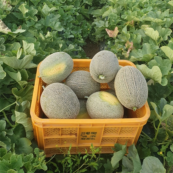 ★특가★ 달콤하고 아삭한 그린&골드 하미과 메론(푸)