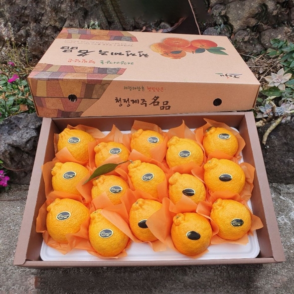  [★특별할인]새콤달콤 감귤 제주 꿀 한라봉 프리미엄 고당도 선물세트 3kg 5kg