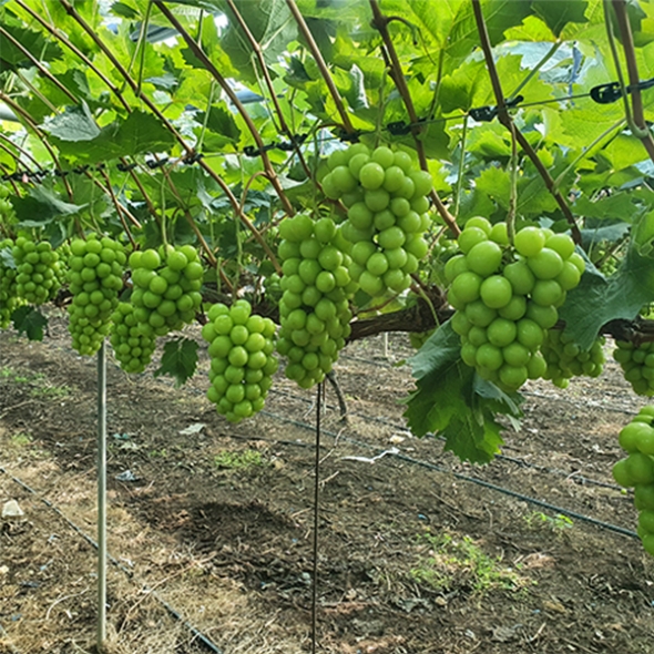 [만원의 행복] [샤인디어] 샤인 머스켓 실속형 프리미엄 500g 700g 1kg 2kg 가정용