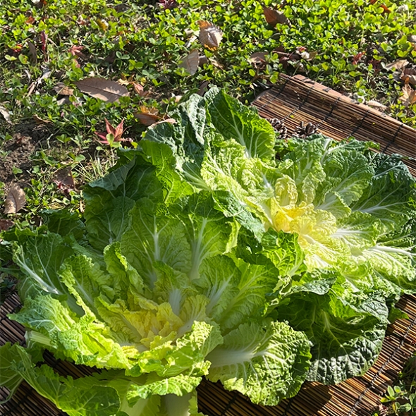 [신한카드 할인] 고소하고  달큰한  봄동
