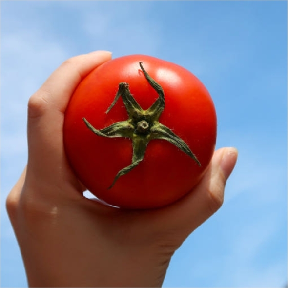 [만원의 행복] [토마디어] 찰진 완숙토마토 1kg 2kg 3kg 5kg 빨간 토마토