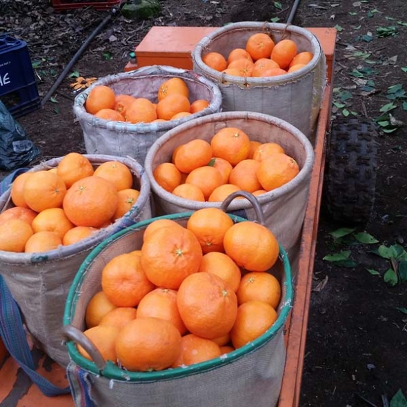 [제주직송] 진하고 당도 높은 레드향