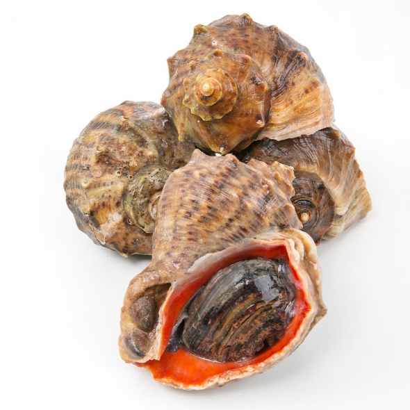 [水] 당일 해녀가 직접잡은 자연산 뿔소라 1kg