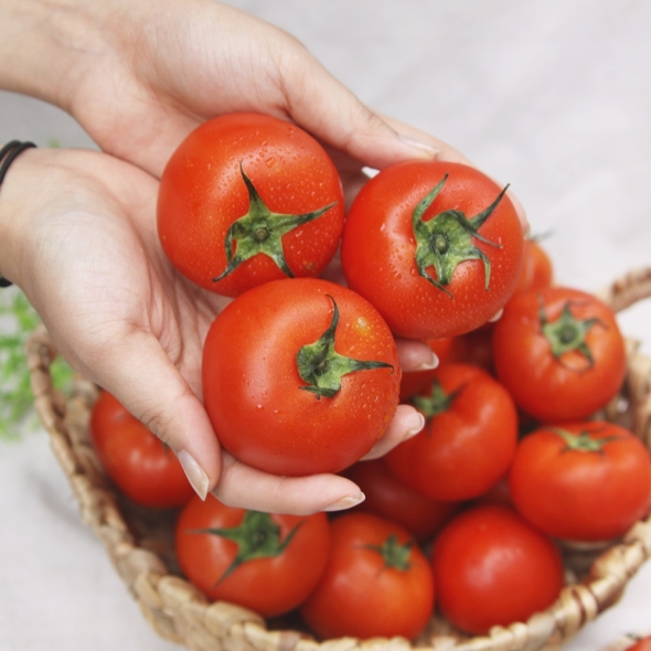 탱글탱글 완숙 토마토 2kg,3kg,5kg,10kg