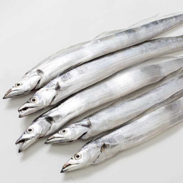[제주올래] 살밥 두툼한 제주 갈치 모음전 [900g-1.8kg]