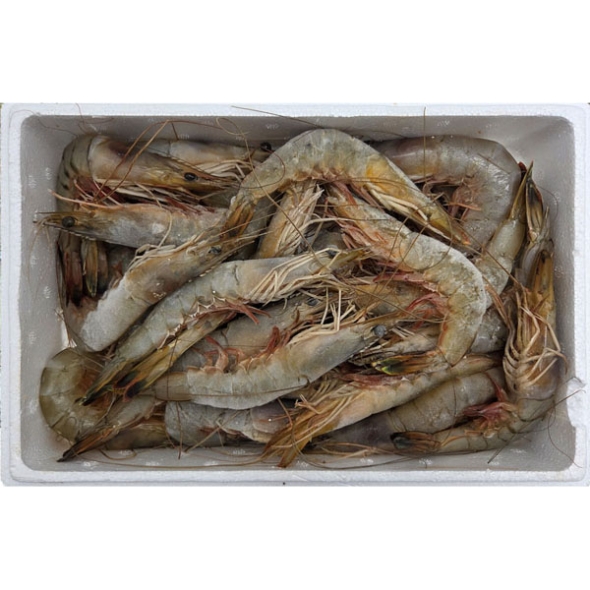 [자연산 대하] 서해안 자연산 대하 1kg [28미-30미]