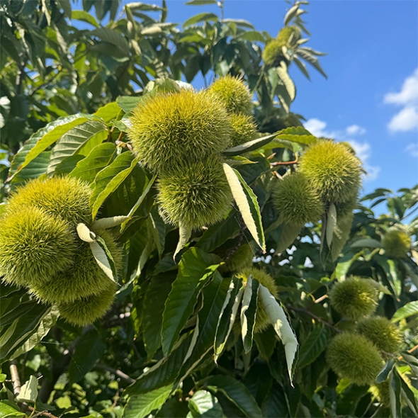 [신한카드 할인] 부여 햇밤(푸)