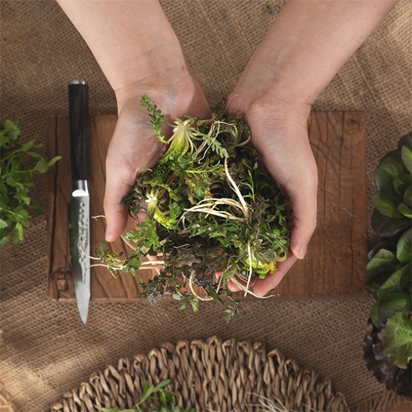 남해 세척냉이(푸)