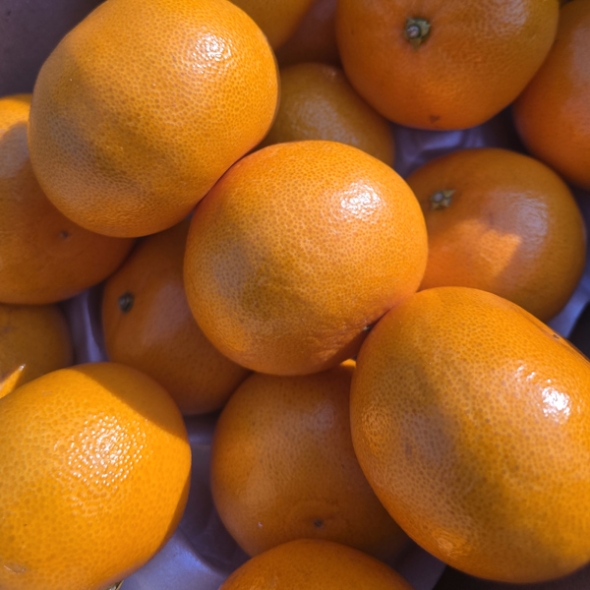 [제주햇살 담은] 제주 천혜향 [2kg-4kg] [무지박스]